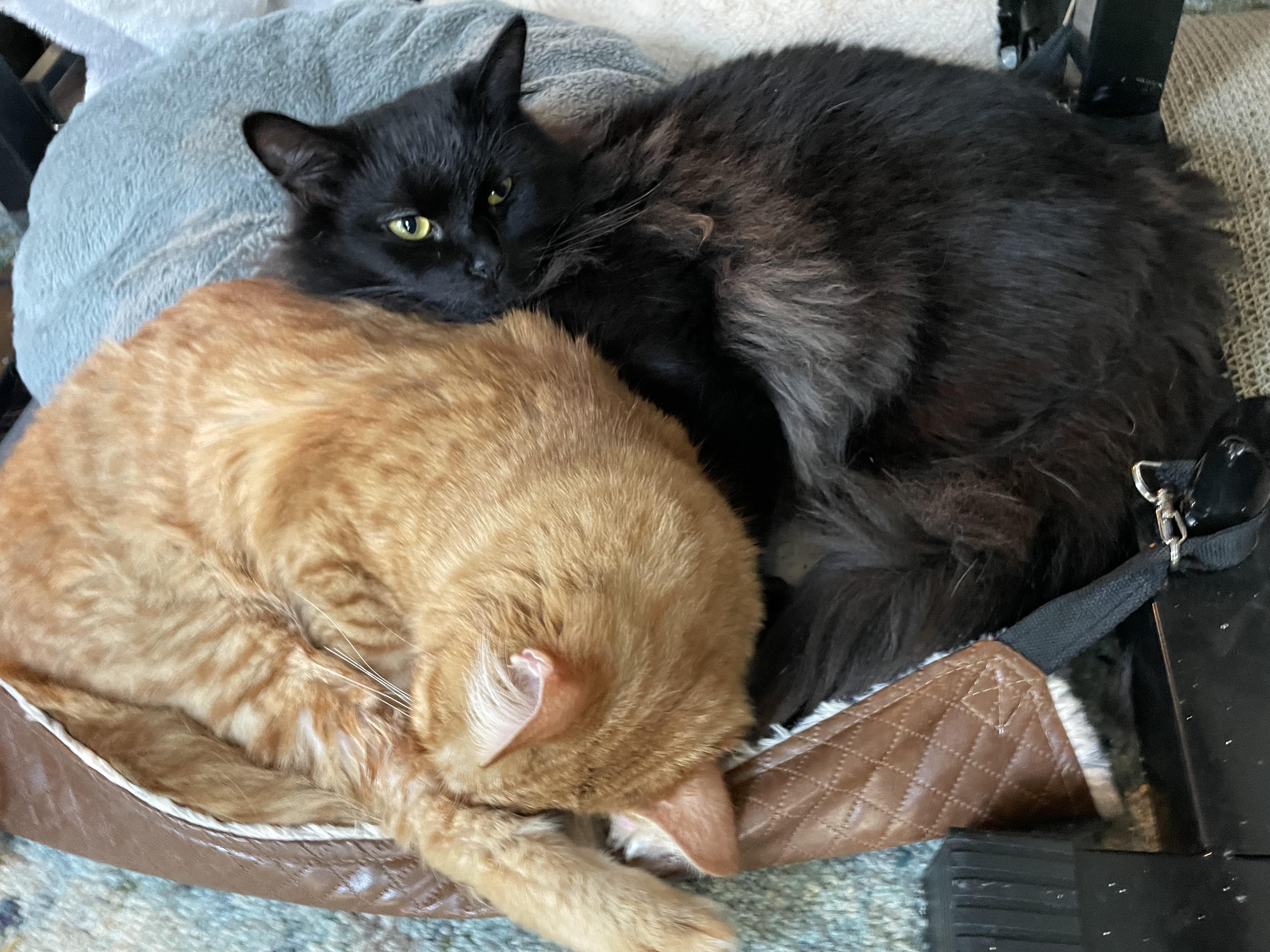 Okie and Smokie - "Wobbly" Brothers Looking for Sponsors, a Adoptable mixed breed in Seattle, WA image 1/5