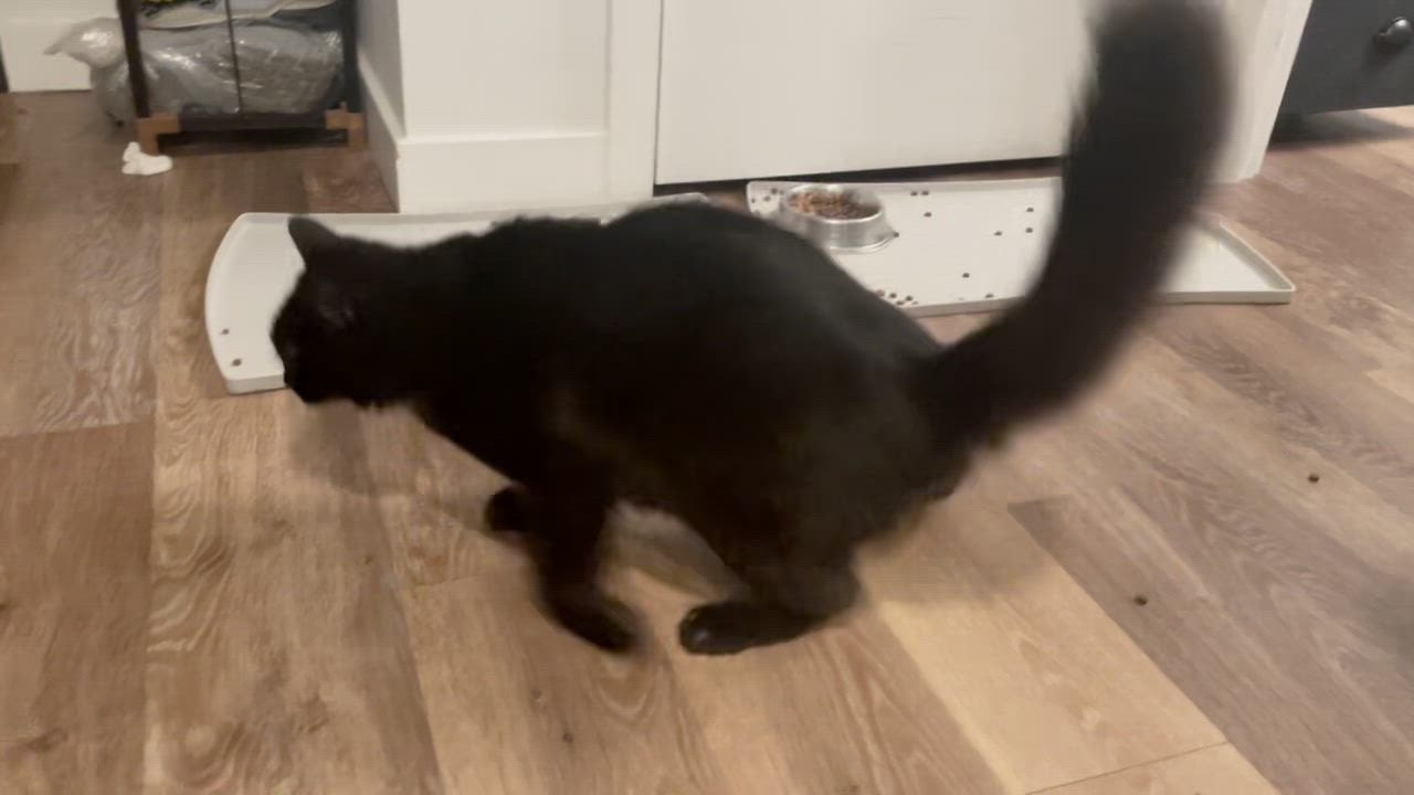 Enlarge Okie and Smokie - "Wobbly" Brothers Looking for Sponsors, a Adoptable mixed breed in Seattle, WA video 2/5