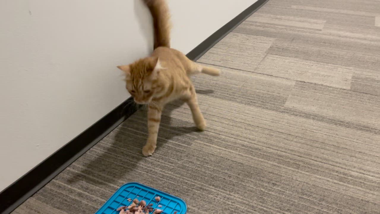 Enlarge Okie and Smokie - "Wobbly" Brothers Looking for Sponsors, a Adoptable mixed breed in Seattle, WA video 3/5