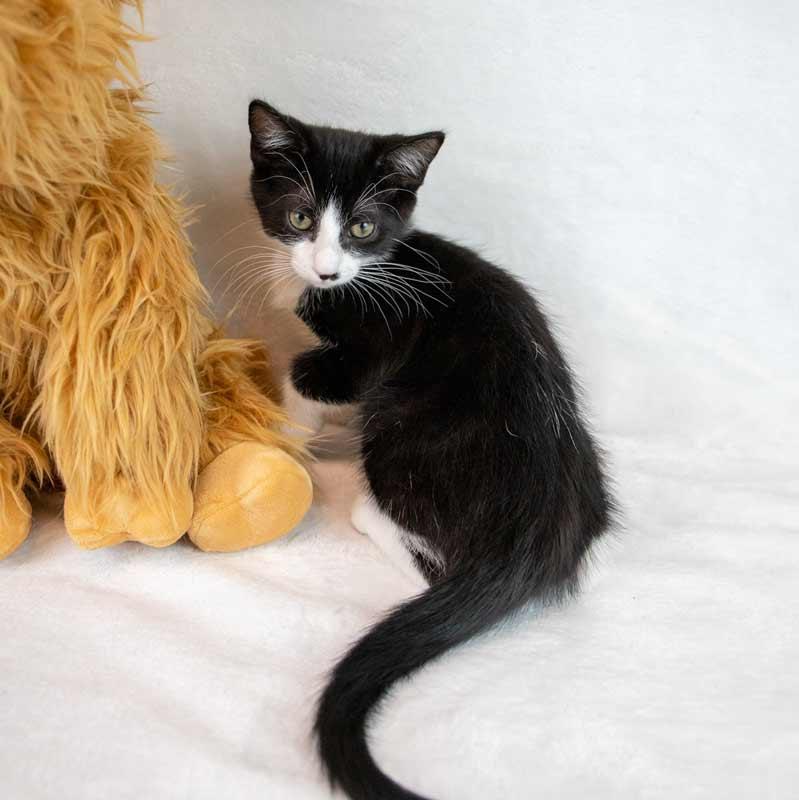 Enlarge Pistachio, a Adoptable Domestic Short Hair in Kennesaw, GA image 5/6