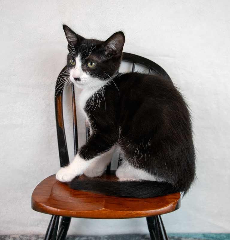 Enlarge Pistachio, a Adoptable Domestic Short Hair in Kennesaw, GA image 3/6