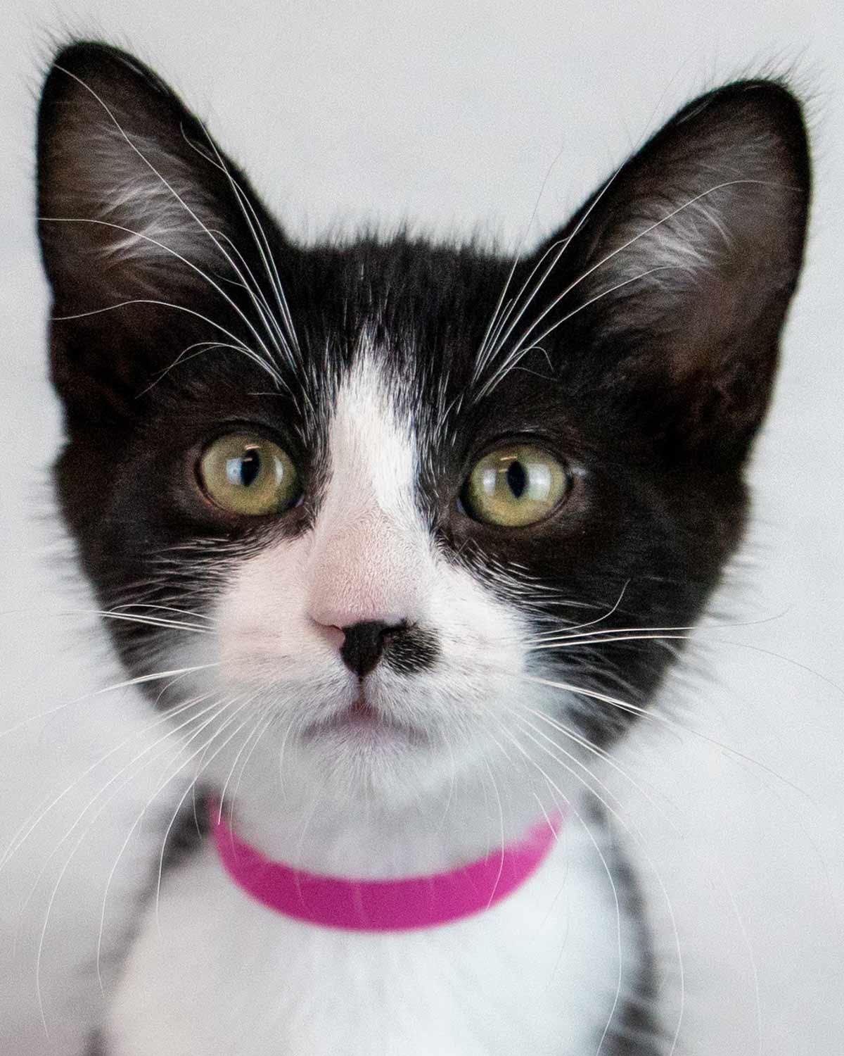 Enlarge Pistachio, a Adoptable Domestic Short Hair in Kennesaw, GA image 1/6