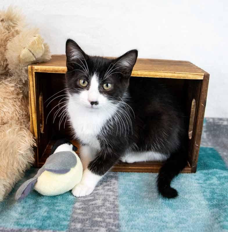 Enlarge Pistachio, a Adoptable Domestic Short Hair in Kennesaw, GA image 2/6