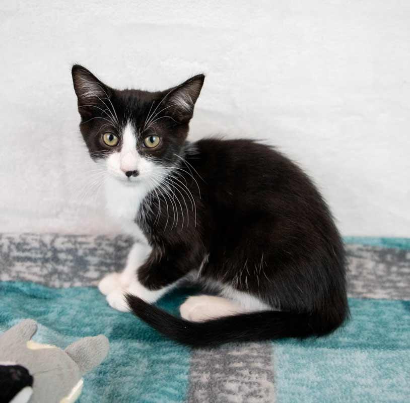 Enlarge Pistachio, a Adoptable Domestic Short Hair in Kennesaw, GA image 4/6