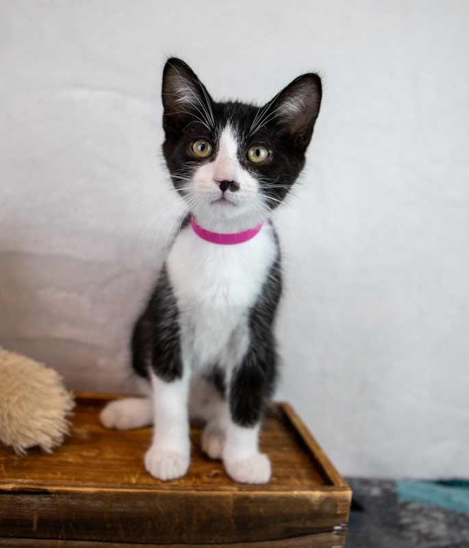 Enlarge Pistachio, a Adoptable Domestic Short Hair in Kennesaw, GA image 6/6