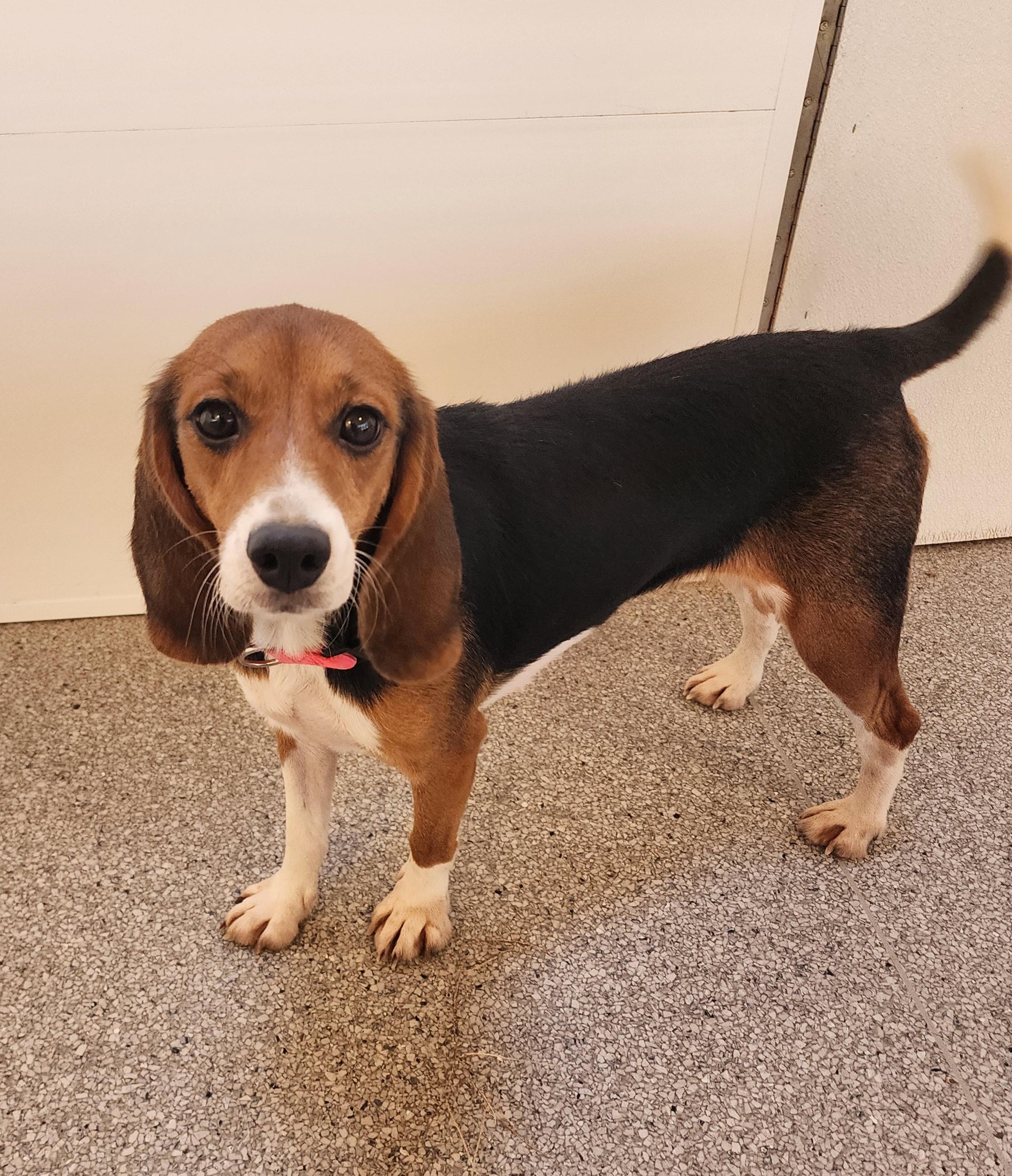 Alice, an adoptable Beagle in Hartville, WY, 82215 | Photo Image 1