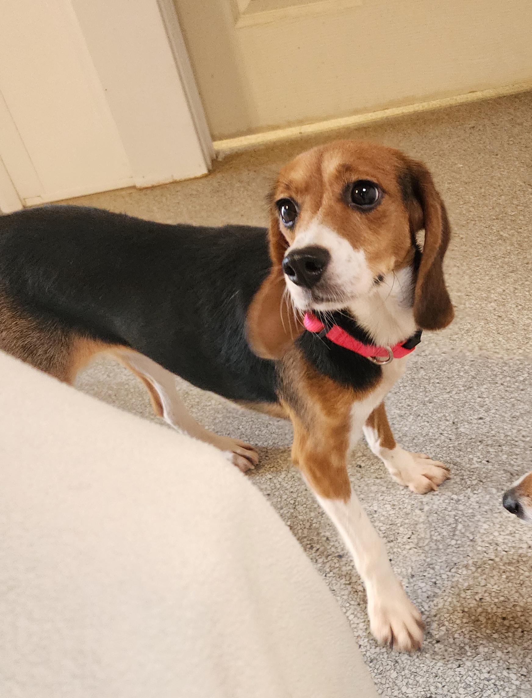 Alice, an adoptable Beagle in Hartville, WY, 82215 | Photo Image 2