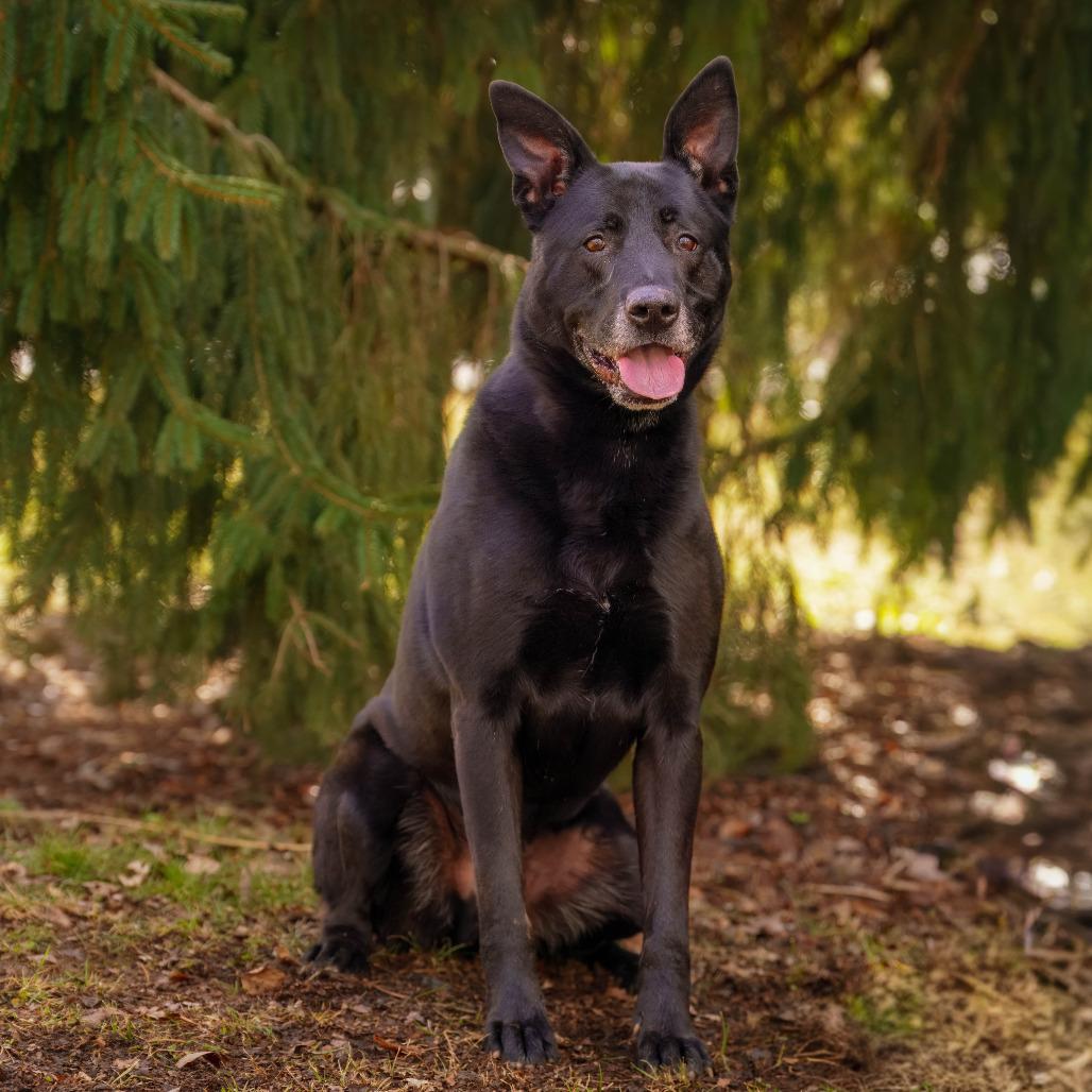 Ziggy, Adoptable, Senior Male German Shepherd Dog.