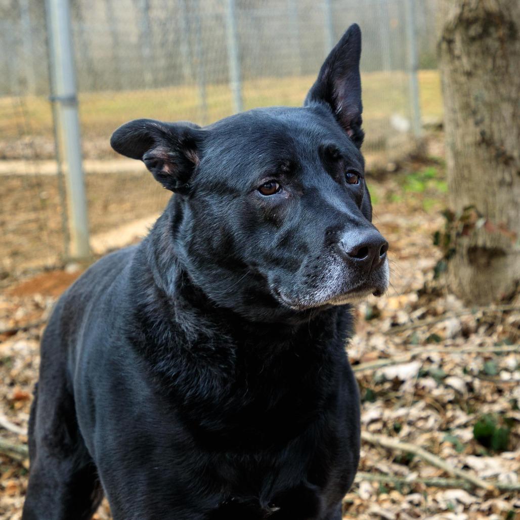 Ziggy, Adoptable, Senior Male German Shepherd Dog.