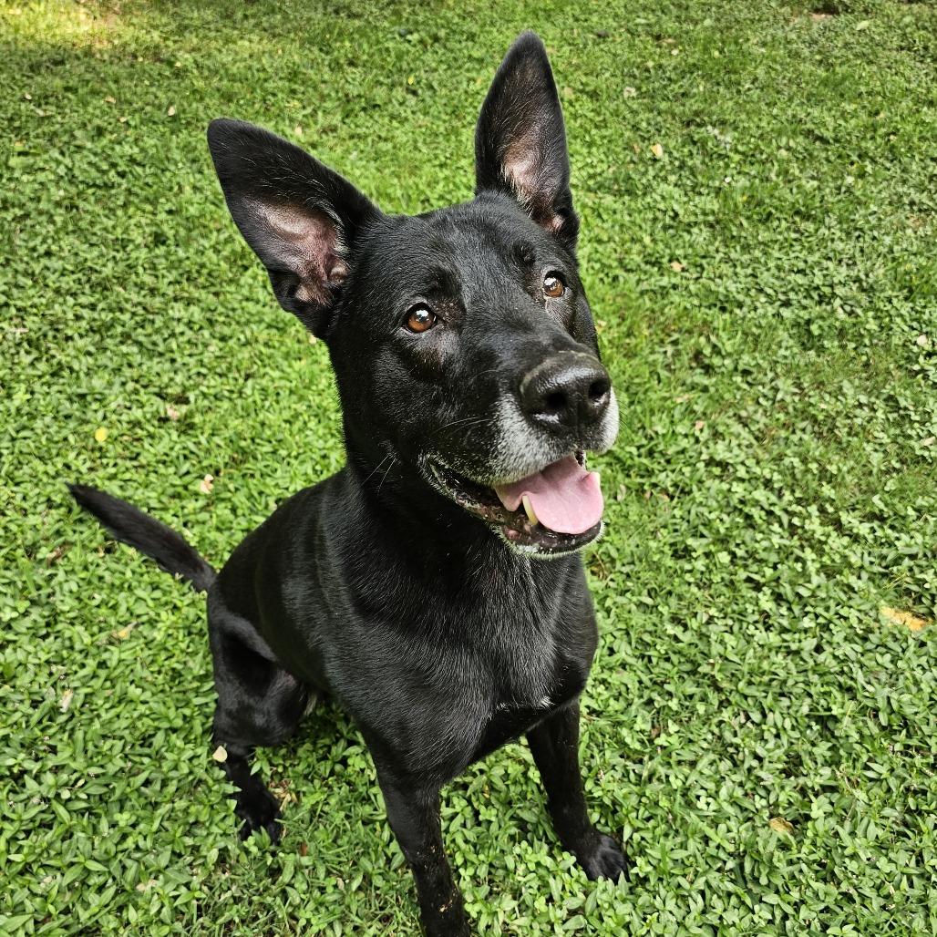 Enlarge Ziggy, a Adoptable mixed breed in Versailles, KY image 2/4