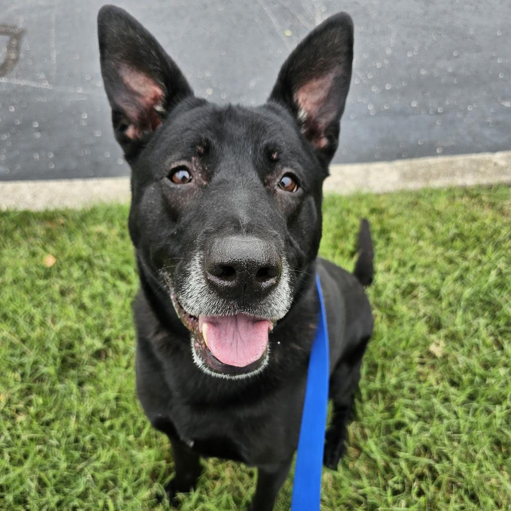 Ziggy, a Adoptable German Shepherd Dog in Versailles, KY image 2/2