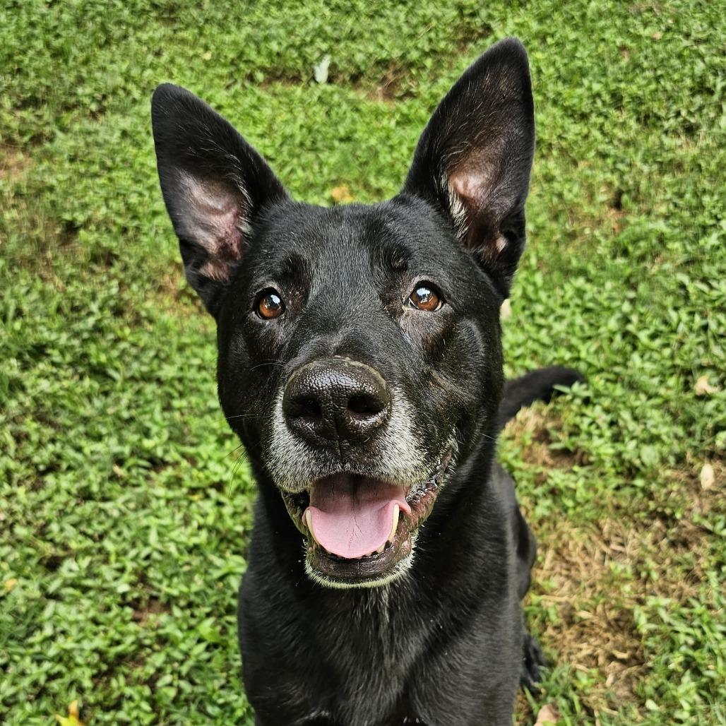 Enlarge Ziggy, a Adoptable mixed breed in Versailles, KY image 4/4