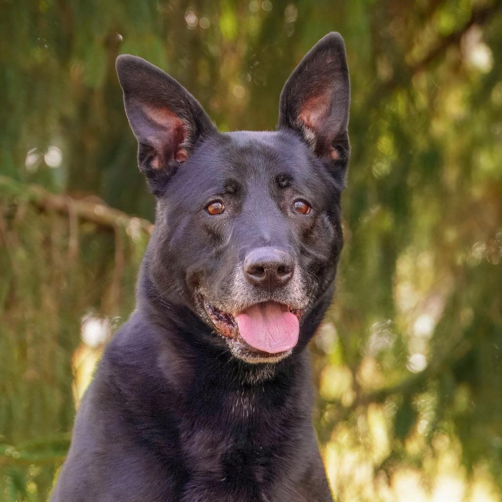 Enlarge Ziggy, a Adoptable German Shepherd Dog in Versailles, KY image 3/4