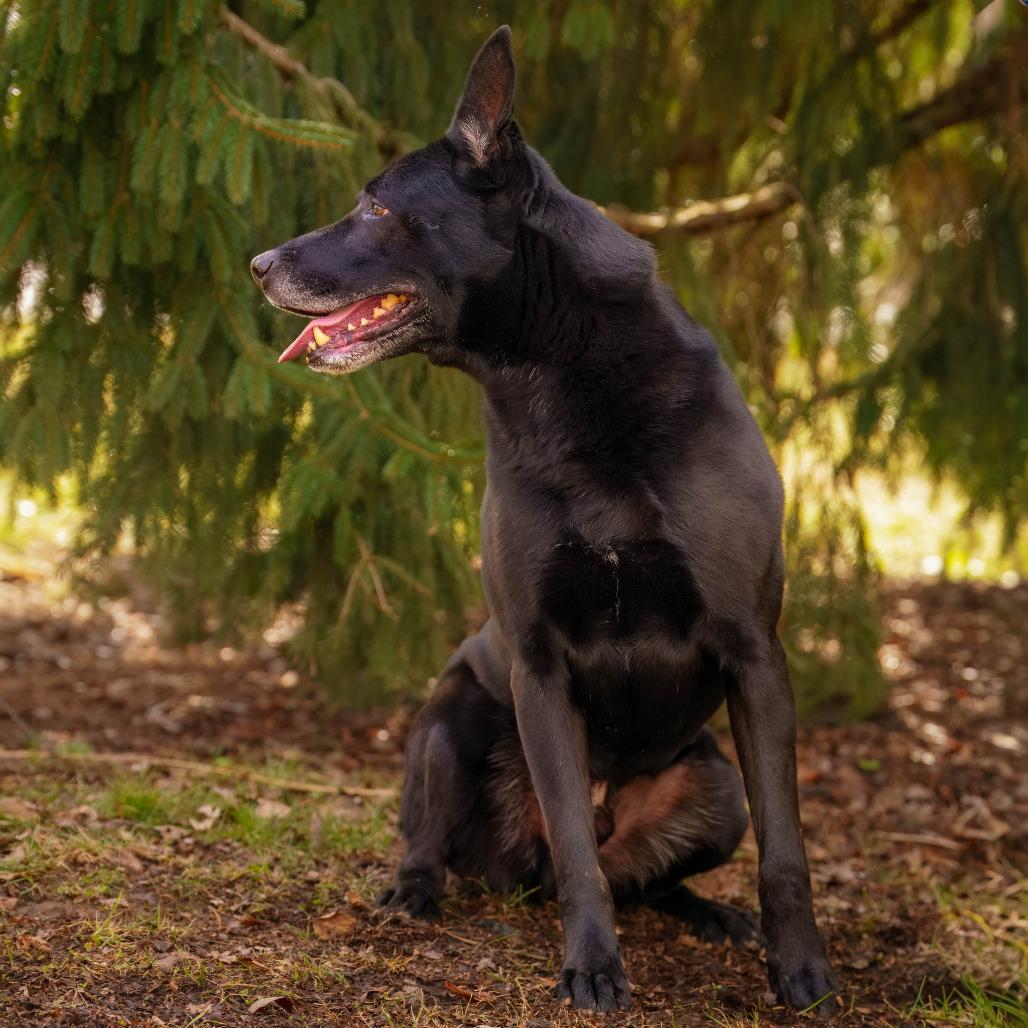 Enlarge Ziggy, a Adoptable German Shepherd Dog in Versailles, KY image 3/3