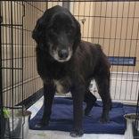 Jordan, Adoptable, Senior Female Labrador Retriever & Beagle.