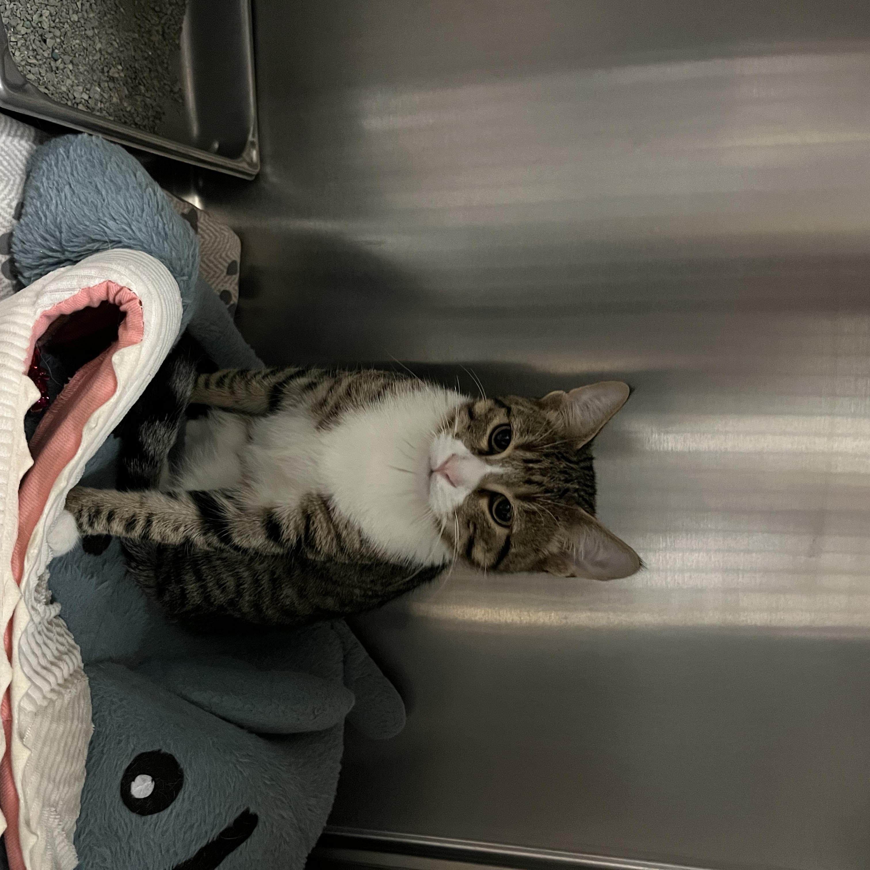 Bang, Adopted, Young Male Domestic Short Hair.