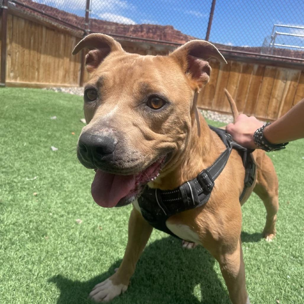 Enlarge Nolan, a Adoptable mixed breed in Salt Lake City, UT image 1/6