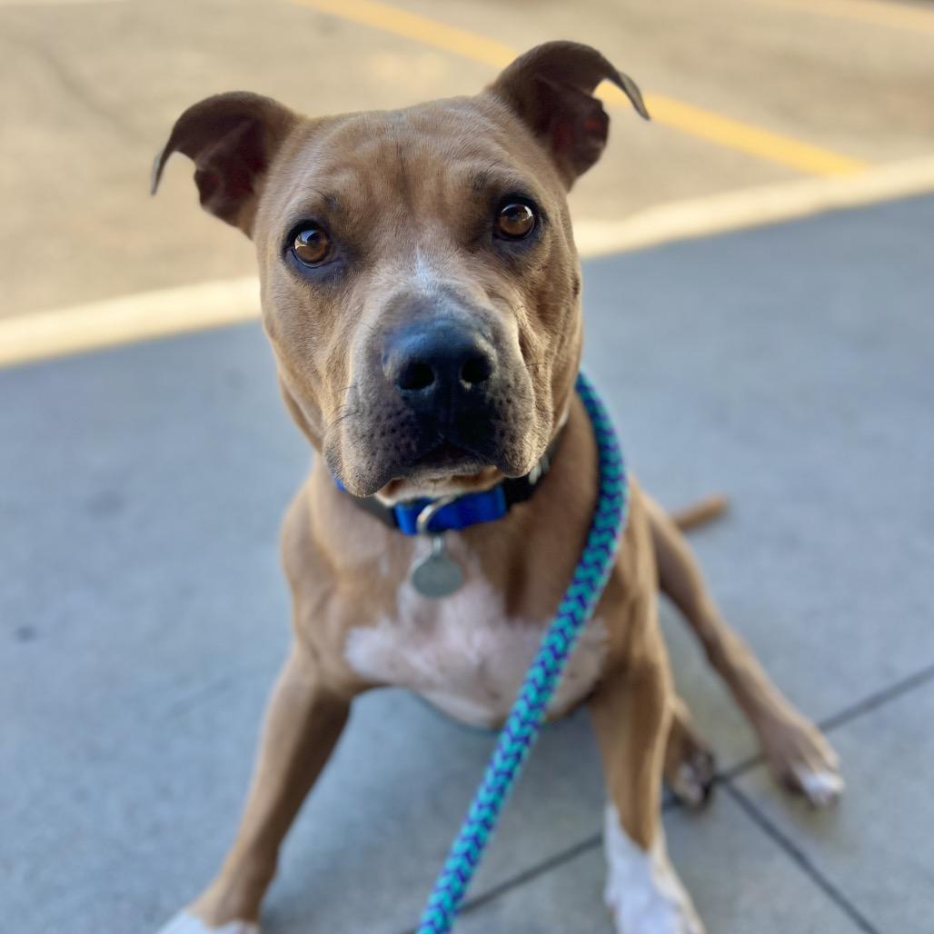 Enlarge Nolan, a Adoptable mixed breed in Salt Lake City, UT image 2/6