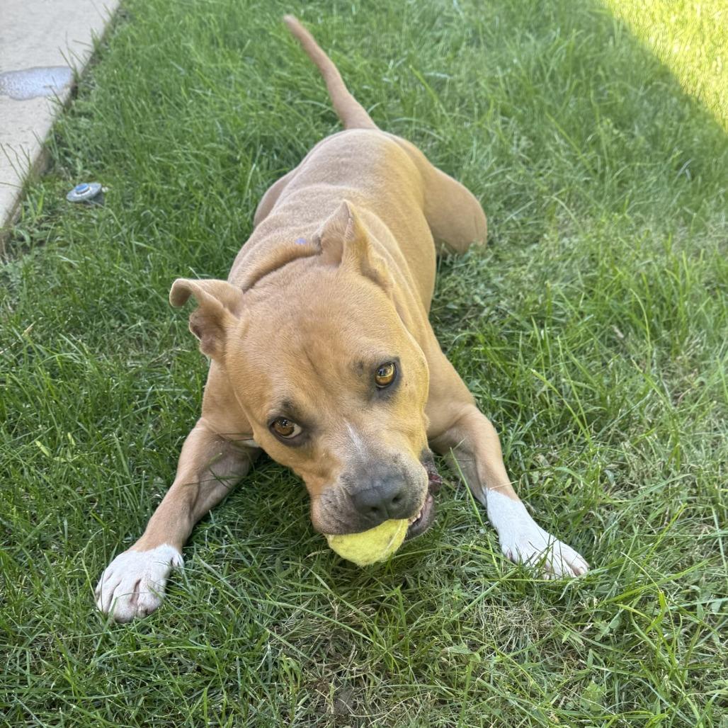 Enlarge Nolan, a Adoptable mixed breed in Salt Lake City, UT image 3/6