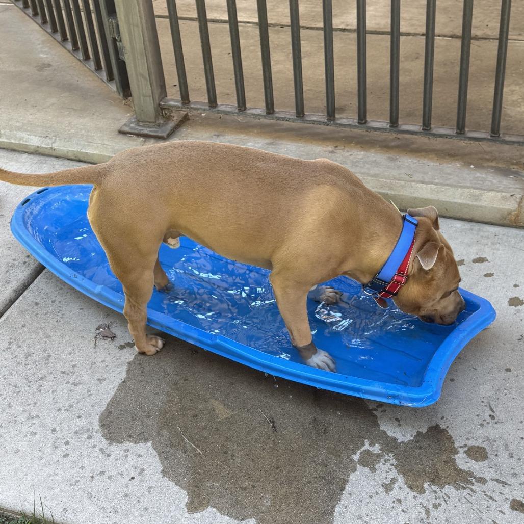 Enlarge Nolan, a Adoptable mixed breed in Salt Lake City, UT image 5/6