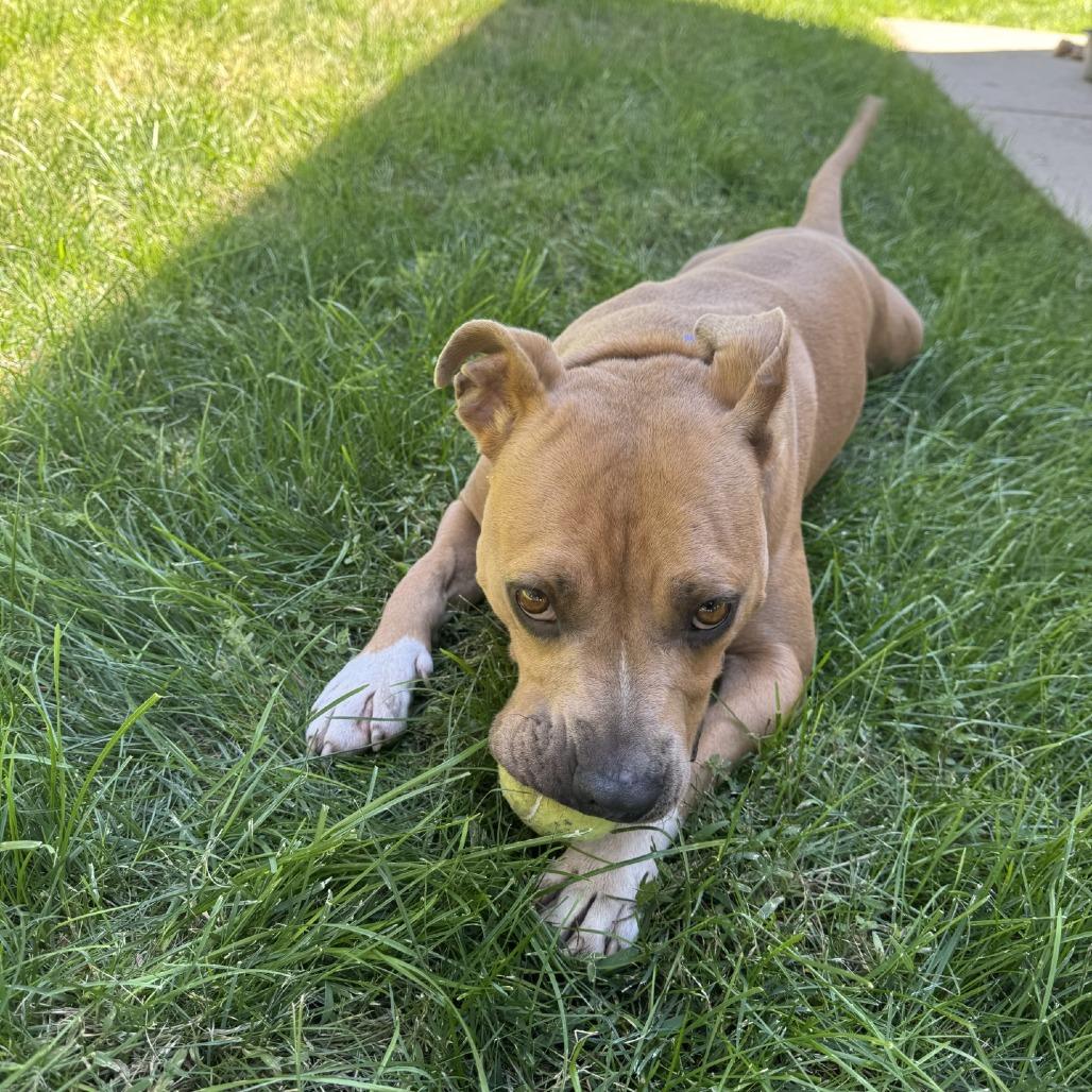 Enlarge Nolan, a Adoptable mixed breed in Salt Lake City, UT image 6/6