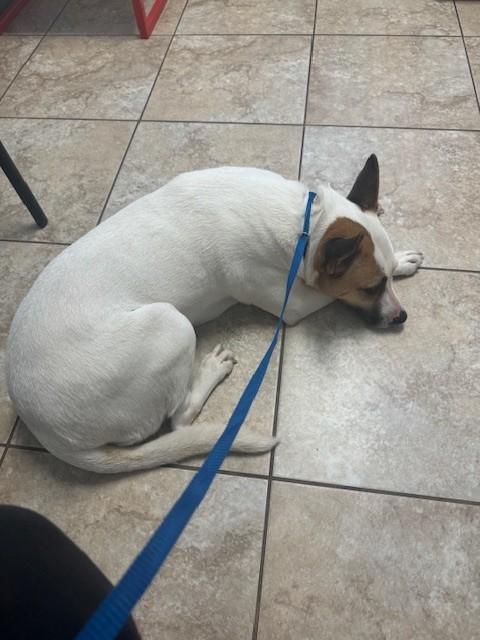 Enlarge Cora, a Adoptable mixed breed in Mobile, AL image 4/6