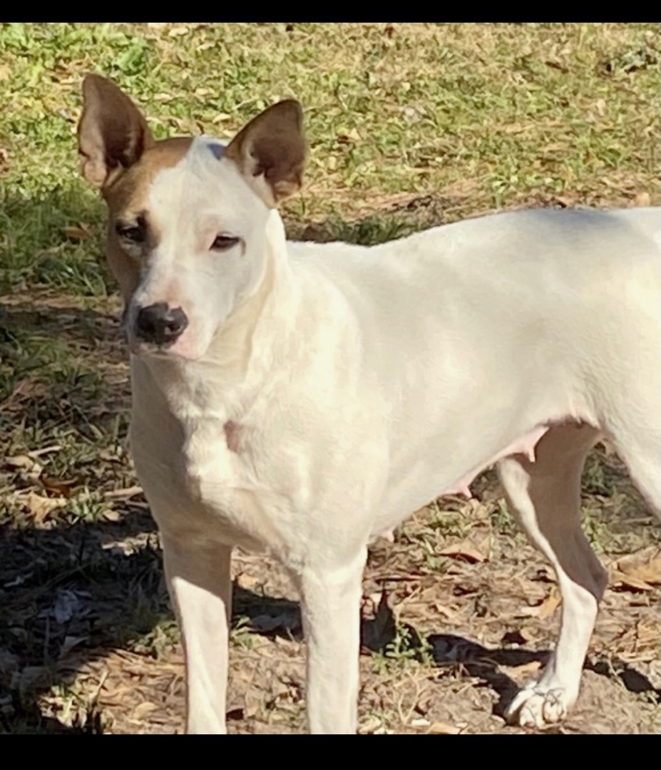 Cora, a Adoptable mixed breed in Mobile, AL image 1/16