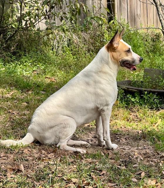 Enlarge Cora, a Adoptable mixed breed in Mobile, AL image 6/6