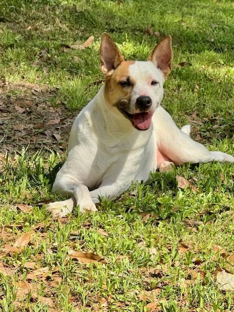 Enlarge Cora, a Adoptable mixed breed in Mobile, AL image 2/6