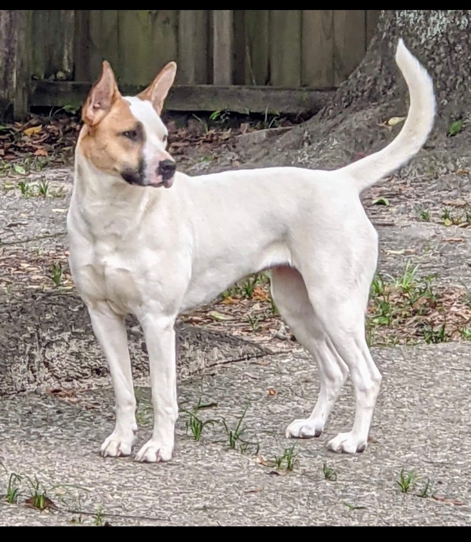 Cora, a Adoptable mixed breed in Mobile, AL image 2/16