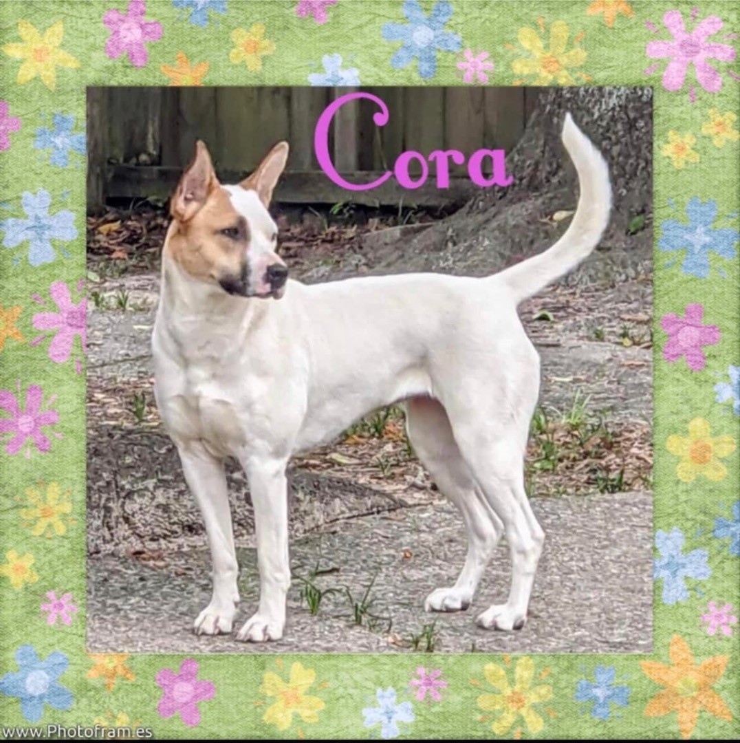 Cora, a Adoptable mixed breed in Mobile, AL image 3/16