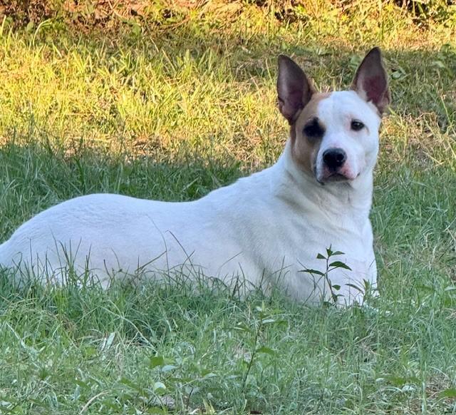 Enlarge Cora, a Adoptable mixed breed in Mobile, AL image 1/6