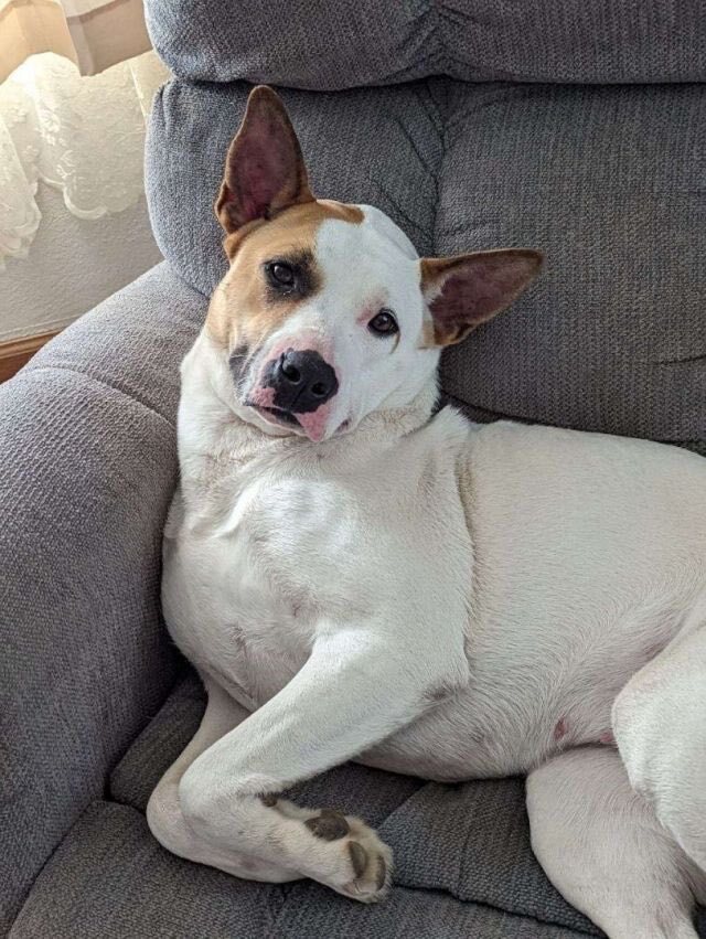 Cora, a Adoptable mixed breed in Mobile, AL image 4/16