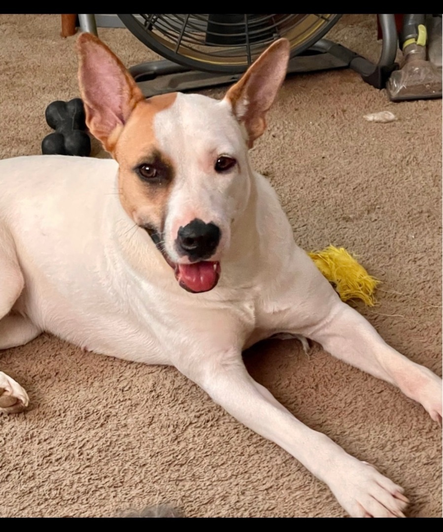 Cora, a Adoptable mixed breed in Mobile, AL image 5/16