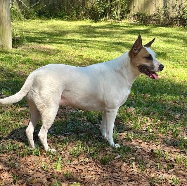 Enlarge Cora, a Adoptable mixed breed in Mobile, AL image 3/6