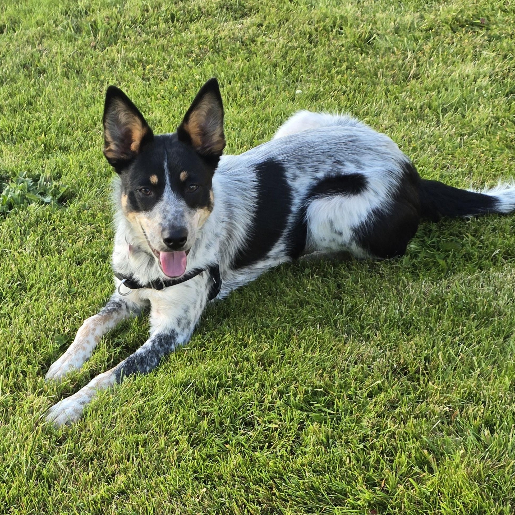 TAYLOR D3618br, a Adoptable mixed breed in Burlington, WA image 3/5
