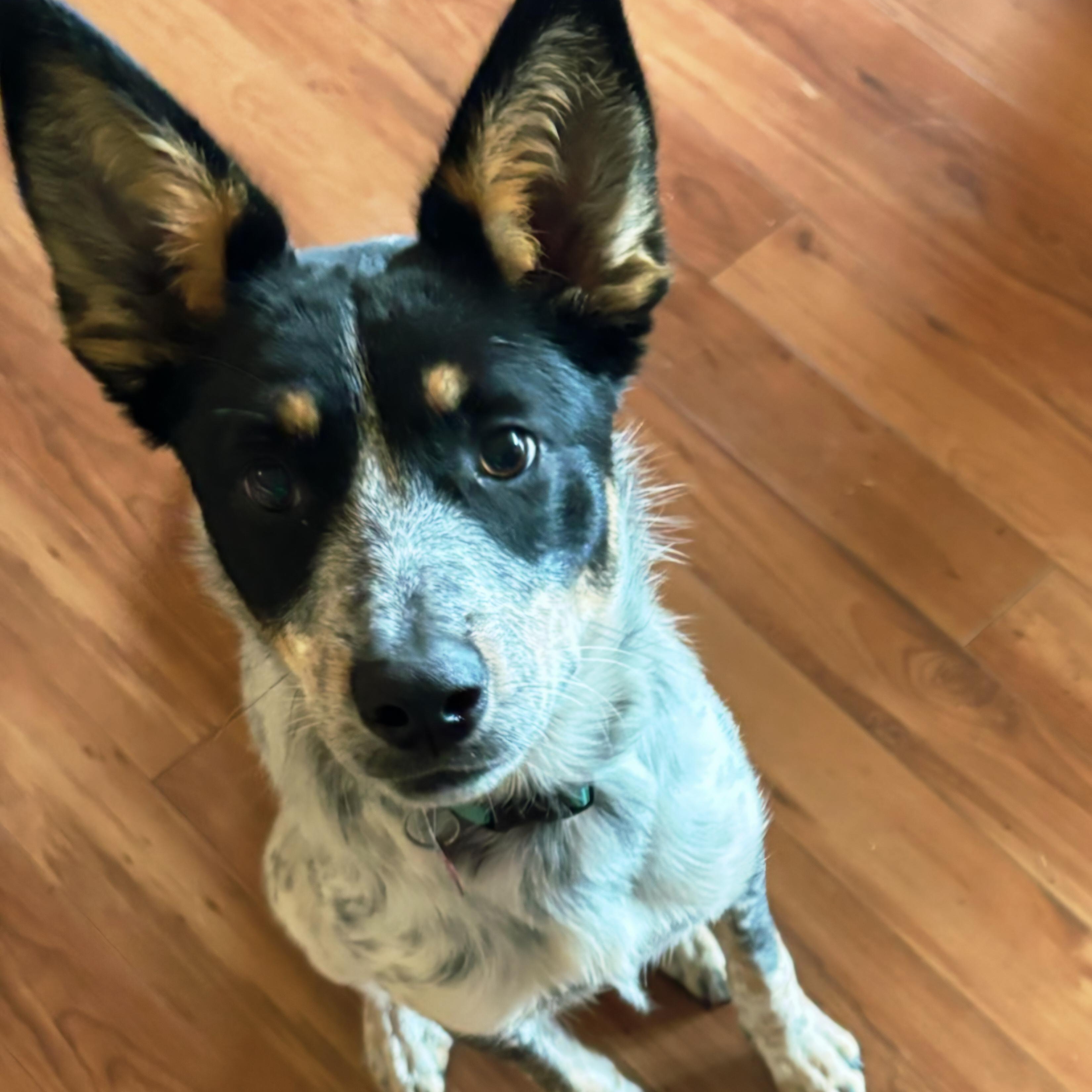 TAYLOR D3618br, a Adoptable mixed breed in Burlington, WA image 5/5