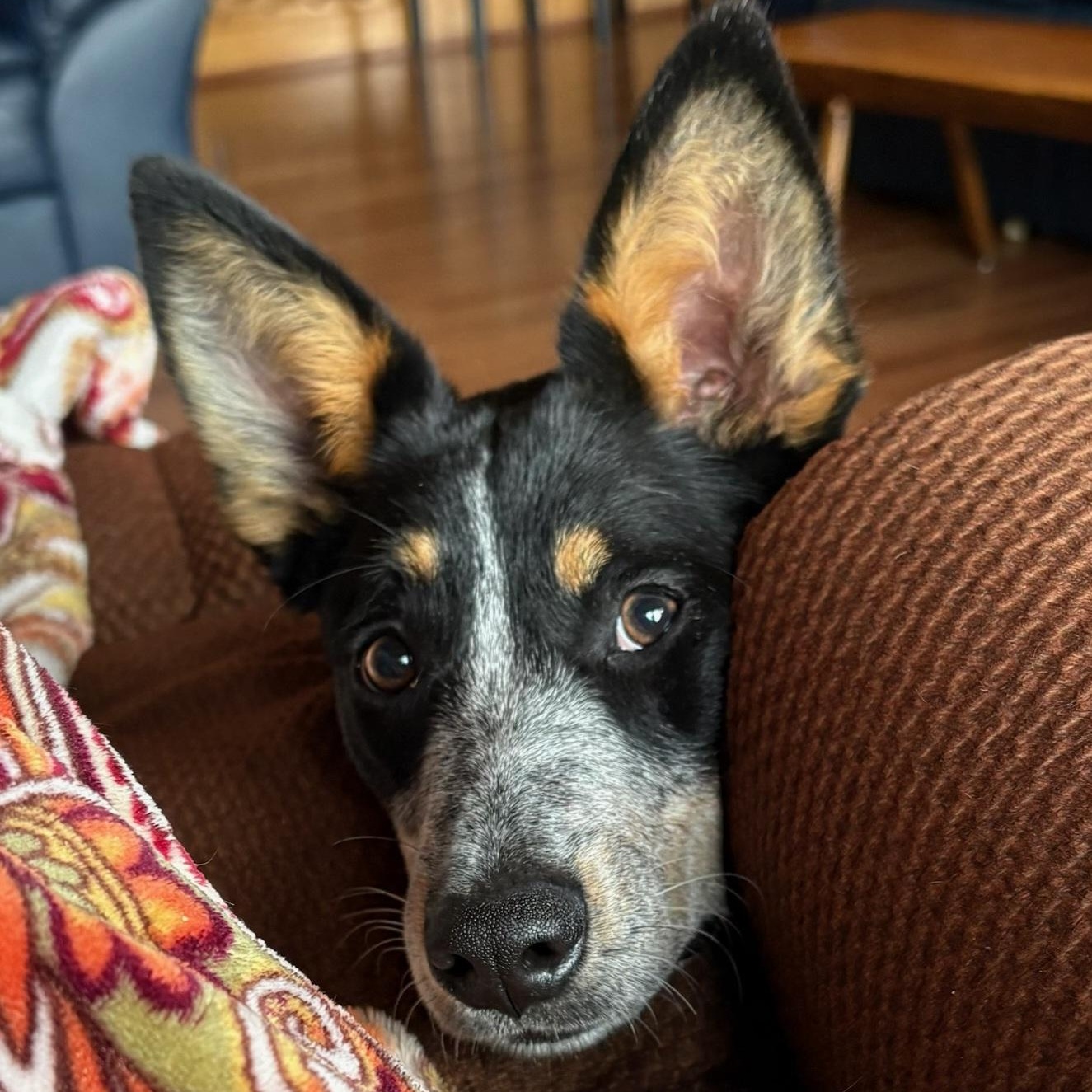 TAYLOR D3618br, a Adoptable mixed breed in Burlington, WA image 2/5