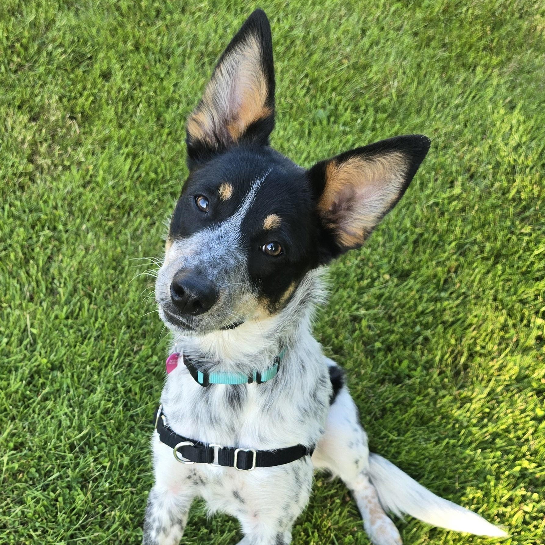 TAYLOR D3618br, a Adoptable mixed breed in Burlington, WA image 1/5
