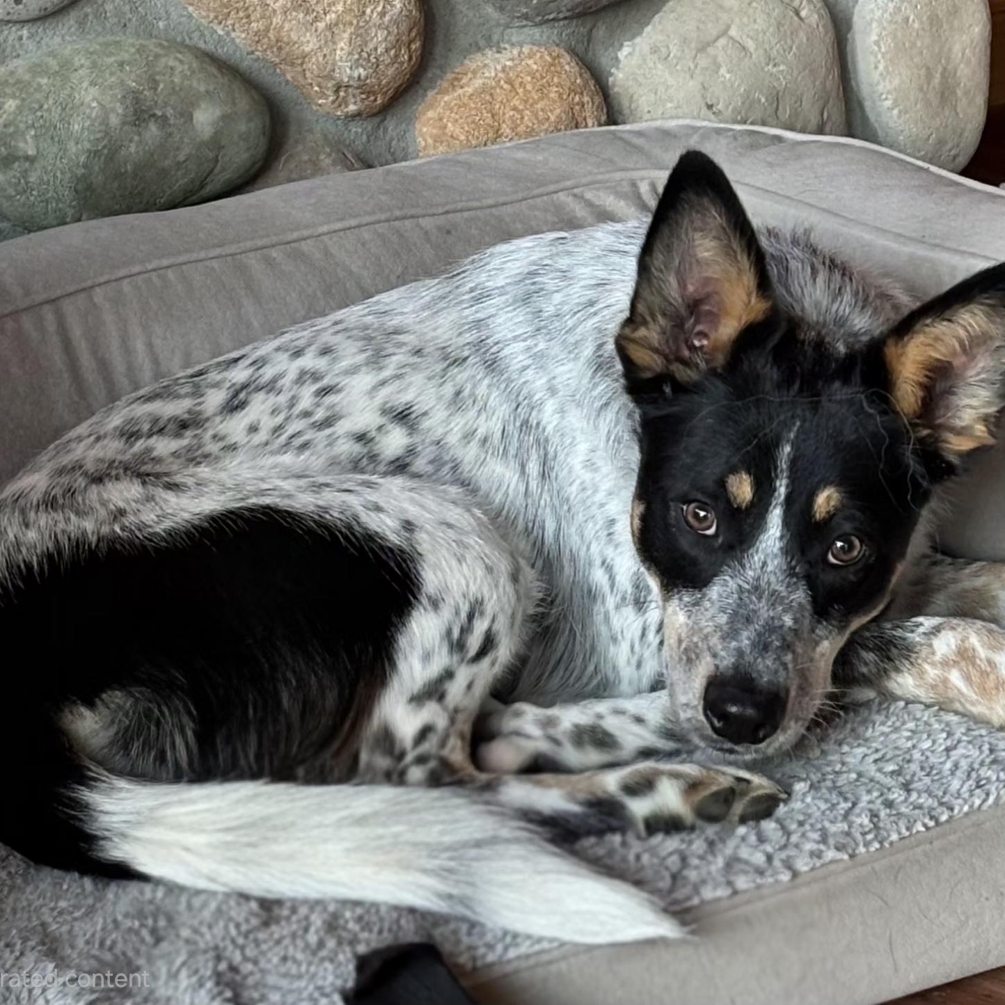 Enlarge TAYLOR D3618br, a Adoptable mixed breed in Burlington, WA image 6/6