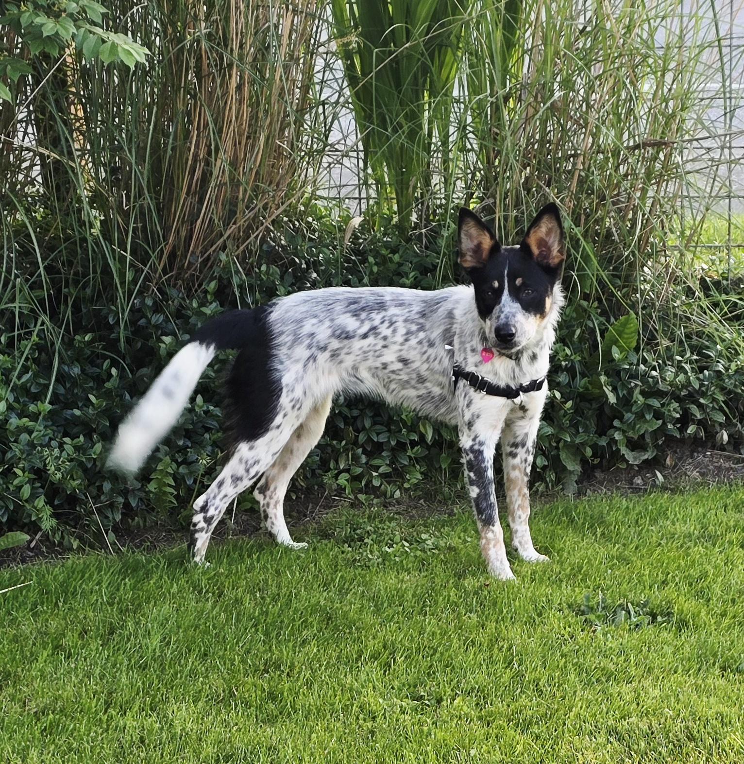 TAYLOR D3618br, a Adoptable mixed breed in Burlington, WA image 4/5