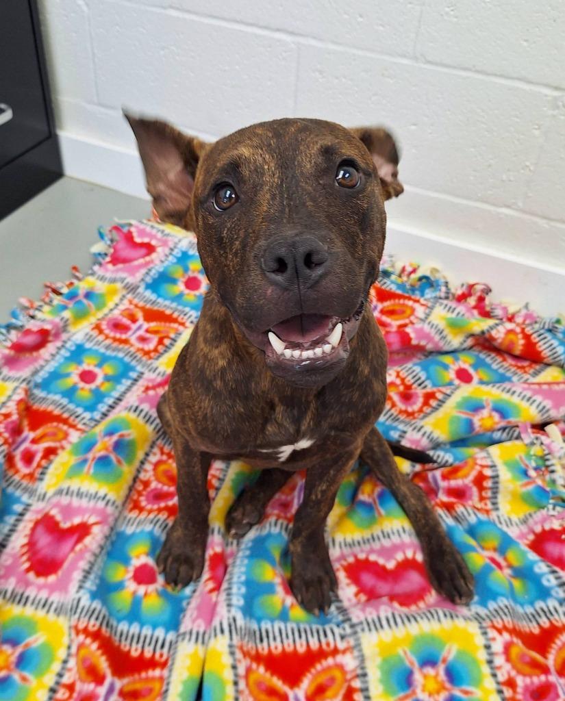 Enlarge Russell, a Adoptable mixed breed in Noble, OK image 4/5