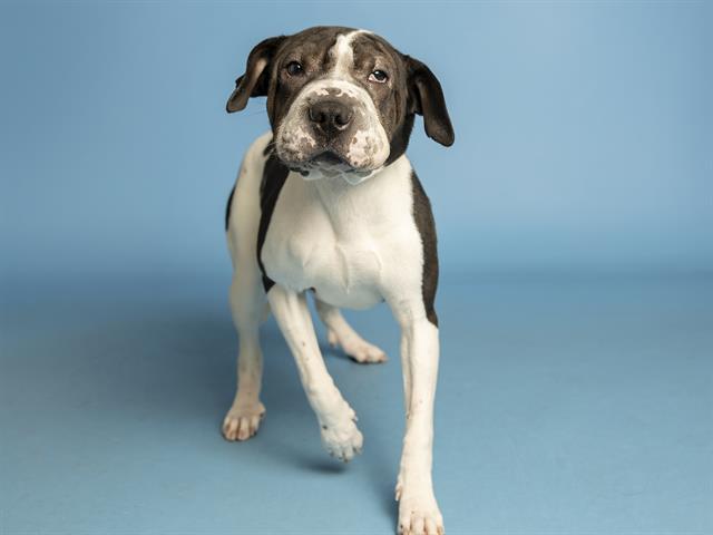 Enlarge LILY ROSE, a Adoptable Shar-Pei in Phoenix, AZ image 1/1