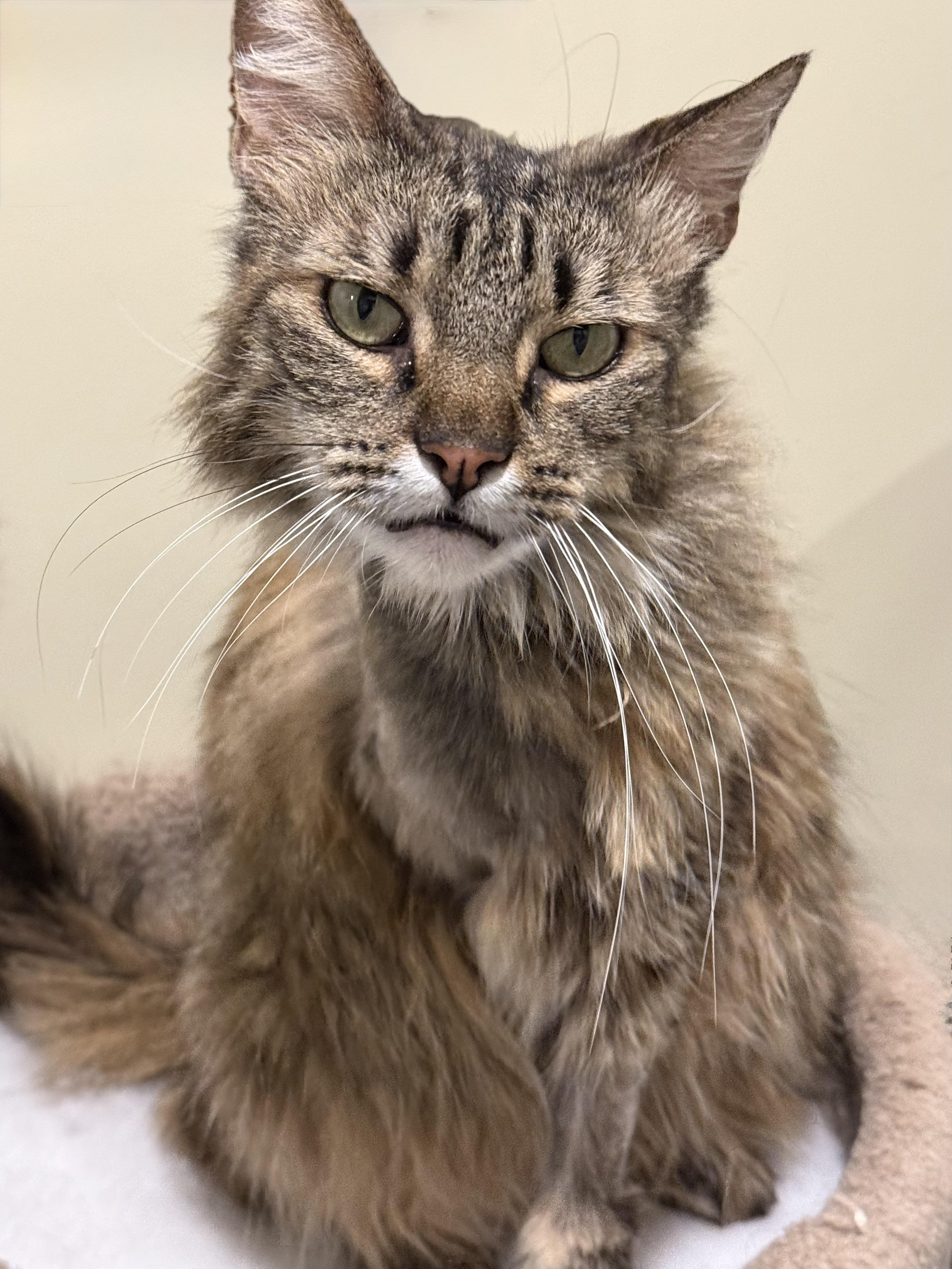 Jelly aka Jellyfish, an adopted Domestic Long Hair in Bowdoin, ME image 3/5