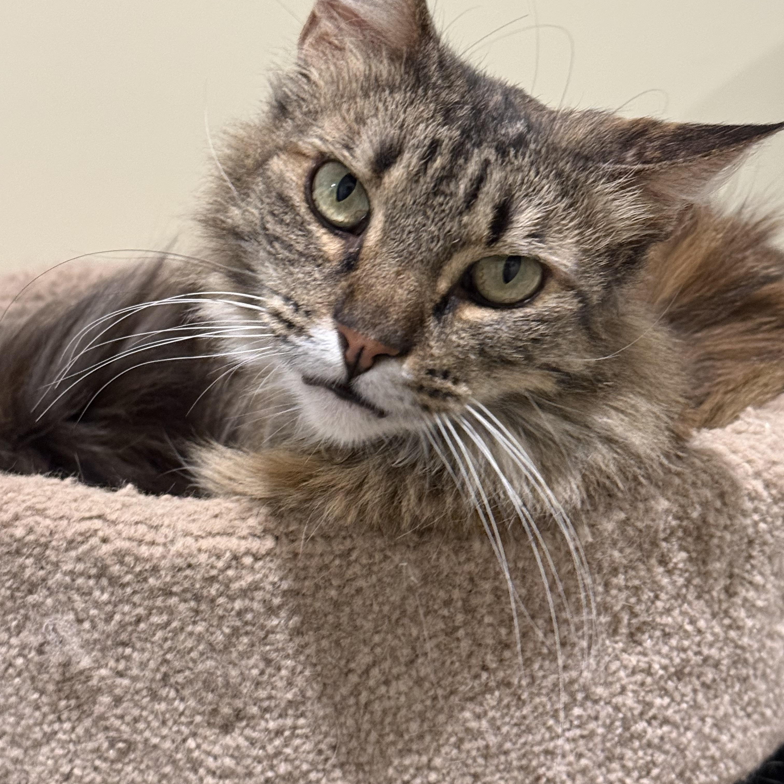 Jelly aka Jellyfish, an adopted Domestic Long Hair in Bowdoin, ME image 4/5