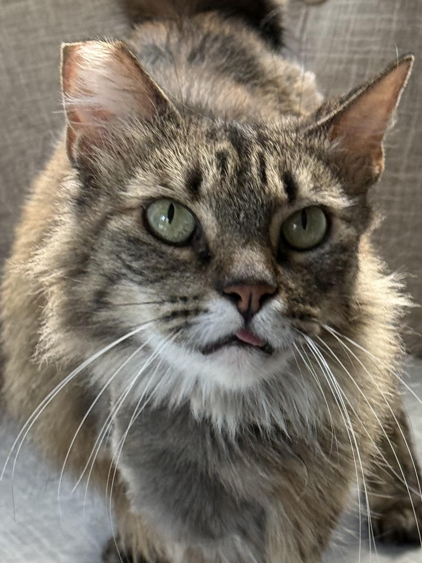 Jelly aka Jellyfish, an adopted Domestic Long Hair in Bowdoin, ME image 1/5