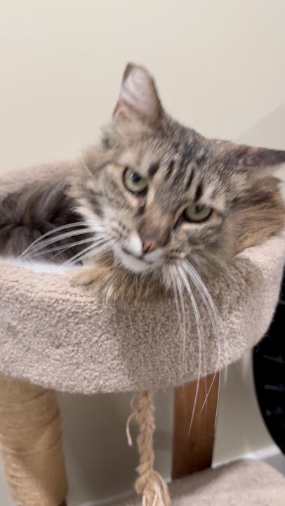Enlarge Jelly aka Jellyfish, an adopted Domestic Long Hair in Bowdoin, ME video 2/5