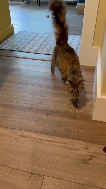 Enlarge Jelly aka Jellyfish, an adopted Domestic Long Hair in Bowdoin, ME video 5/5