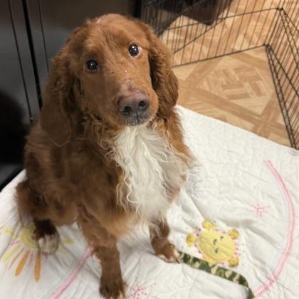 Enlarge Tuna, a ADOPTABLE Nova Scotia Duck Tolling Retriever in Worcester, MA image 1/2