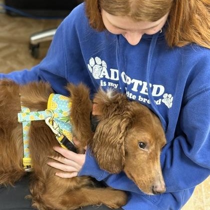 Enlarge Tuna, a ADOPTABLE Nova Scotia Duck Tolling Retriever in Worcester, MA image 2/2